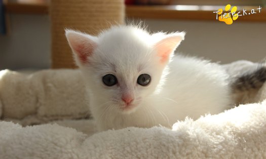 Katze Sophia (Foto by Tiereck.at - Lavanttaler Tierhilfe)