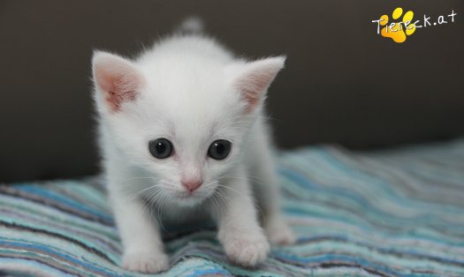 Katze Sophia (Foto by Tiereck.at - Lavanttaler Tierhilfe)