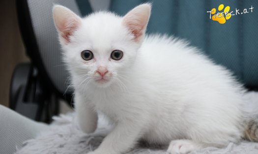 Katze Sophia (Foto by Tiereck.at - Lavanttaler Tierhilfe)