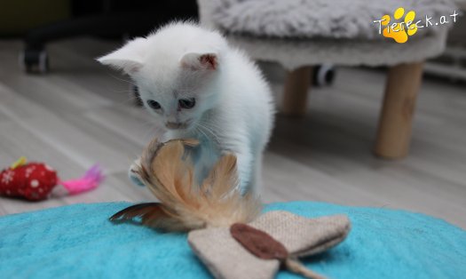 Katze Sophia (Foto by Tiereck.at - Lavanttaler Tierhilfe)