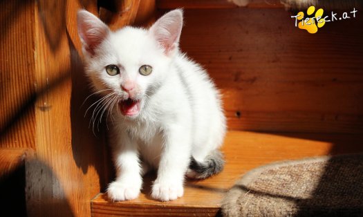 Katze Sophia (Foto by Tiereck.at - Lavanttaler Tierhilfe)