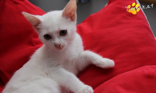 Katze Sophia (Foto by Tiereck.at - Lavanttaler Tierhilfe)
