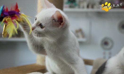 Katze Sophia (Foto by Tiereck.at - Lavanttaler Tierhilfe)