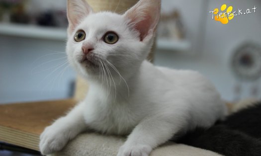 Katze Sophia (Foto by Tiereck.at - Lavanttaler Tierhilfe)