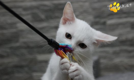 Katze Sophia (Foto by Tiereck.at - Lavanttaler Tierhilfe)