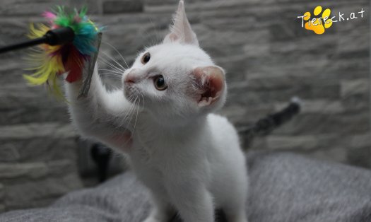 Katze Sophia (Foto by Tiereck.at - Lavanttaler Tierhilfe)