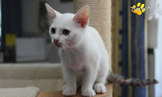 Katze Sophia (Foto by Tiereck.at - Lavanttaler Tierhilfe)
