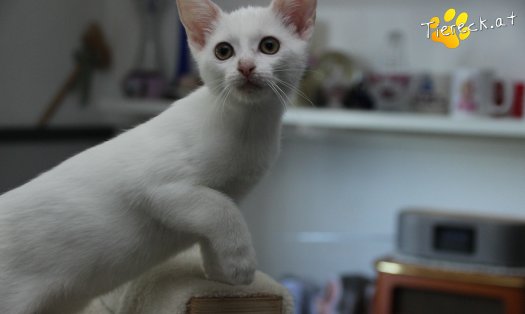 Katze Sophia (Foto by Tiereck.at - Lavanttaler Tierhilfe)