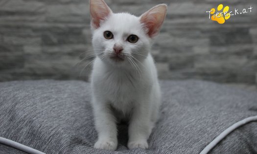 Katze Sophia (Foto by Tiereck.at - Lavanttaler Tierhilfe)