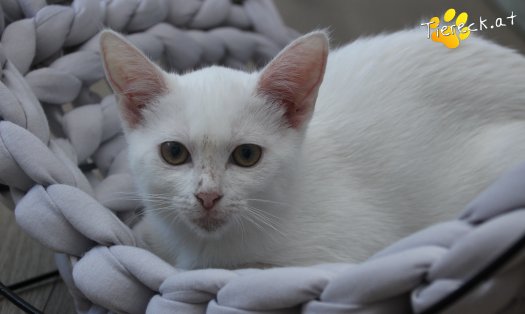Katze Sophia (Foto by Tiereck.at - Lavanttaler Tierhilfe)
