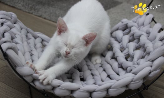 Katze Sophia (Foto by Tiereck.at - Lavanttaler Tierhilfe)