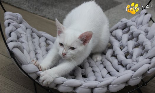 Katze Sophia (Foto by Tiereck.at - Lavanttaler Tierhilfe)