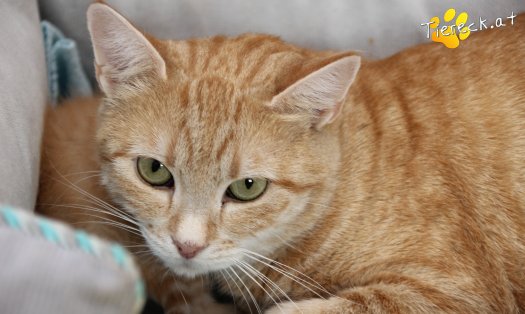 Katze Frieda (Foto by Tiereck.at - Lavanttaler Tierhilfe)