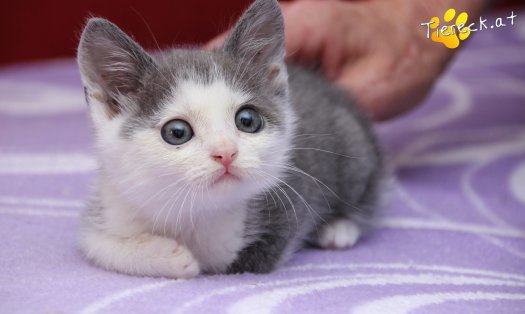 Katze Little John (Foto by Tiereck.at - Lavanttaler Tierhilfe)