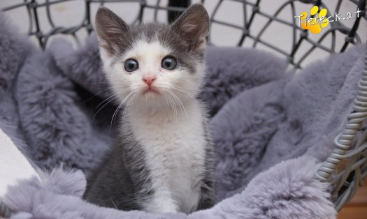 Katze Little John (Foto by Tiereck.at - Lavanttaler Tierhilfe)