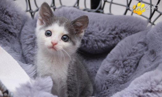 Katze Little John (Foto by Tiereck.at - Lavanttaler Tierhilfe)