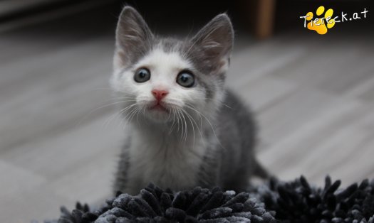Katze Little John (Foto by Tiereck.at - Lavanttaler Tierhilfe)