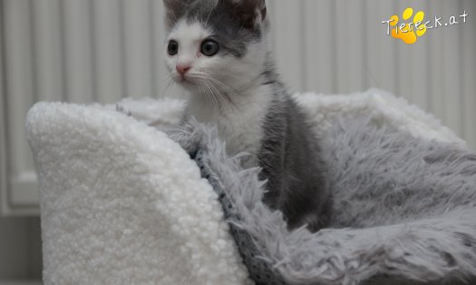 Katze Little John (Foto by Tiereck.at - Lavanttaler Tierhilfe)