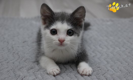 Katze Little John (Foto by Tiereck.at - Lavanttaler Tierhilfe)