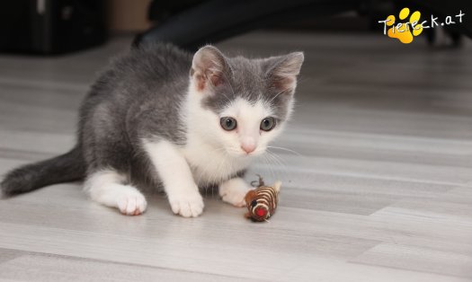 Katze Little John (Foto by Tiereck.at - Lavanttaler Tierhilfe)