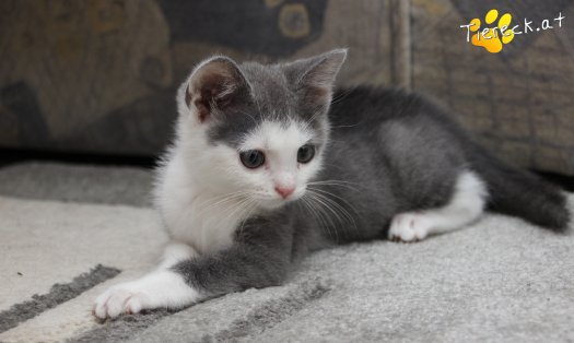 Katze Little John (Foto by Tiereck.at - Lavanttaler Tierhilfe)
