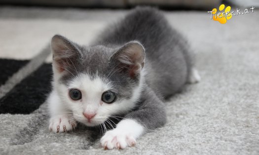 Katze Little John (Foto by Tiereck.at - Lavanttaler Tierhilfe)