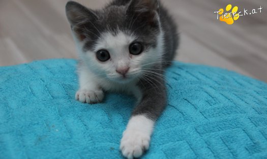 Katze Little John (Foto by Tiereck.at - Lavanttaler Tierhilfe)