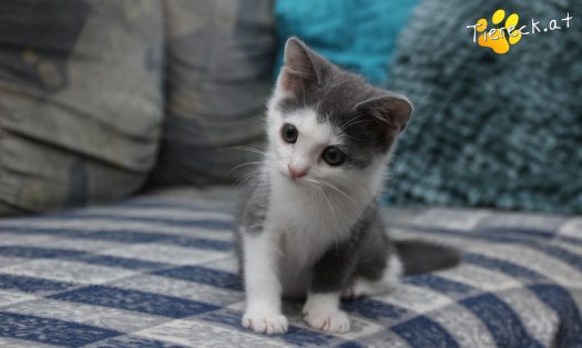 Katze Little John (Foto by Tiereck.at - Lavanttaler Tierhilfe)