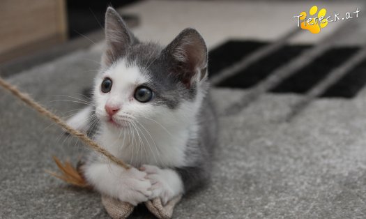 Katze Little John (Foto by Tiereck.at - Lavanttaler Tierhilfe)
