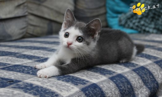 Katze Little John (Foto by Tiereck.at - Lavanttaler Tierhilfe)