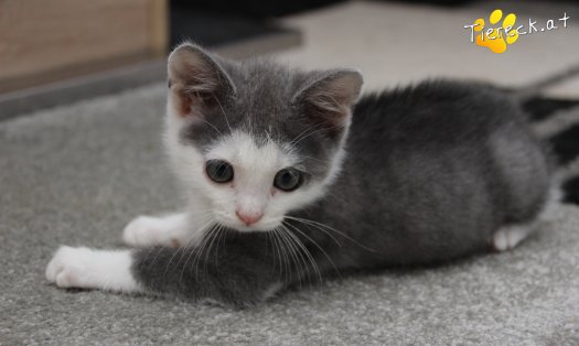 Katze Little John (Foto by Tiereck.at - Lavanttaler Tierhilfe)