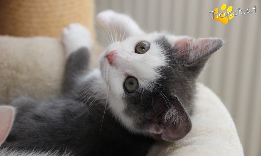 Katze Little John (Foto by Tiereck.at - Lavanttaler Tierhilfe)