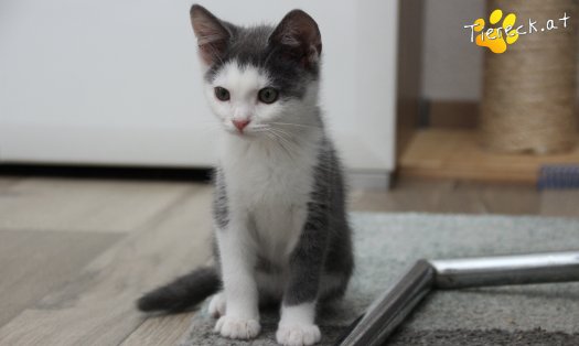 Katze Little John (Foto by Tiereck.at - Lavanttaler Tierhilfe)
