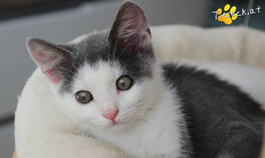 Katze Little John (Foto by Tiereck.at - Lavanttaler Tierhilfe)
