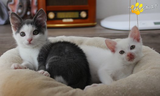 Katze Little John (Foto by Tiereck.at - Lavanttaler Tierhilfe)