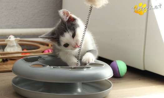 Katze Little John (Foto by Tiereck.at - Lavanttaler Tierhilfe)