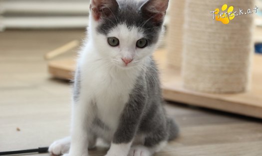 Katze Little John (Foto by Tiereck.at - Lavanttaler Tierhilfe)