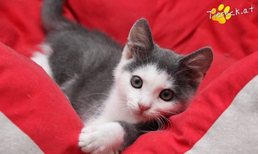 Katze Little John (Foto by Tiereck.at - Lavanttaler Tierhilfe)