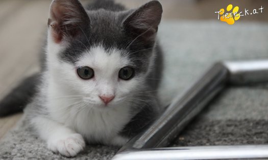 Katze Little John (Foto by Tiereck.at - Lavanttaler Tierhilfe)