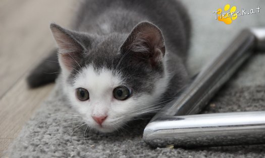Katze Little John (Foto by Tiereck.at - Lavanttaler Tierhilfe)