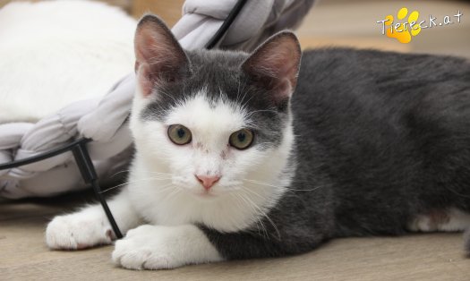 Katze Little John (Foto by Tiereck.at - Lavanttaler Tierhilfe)