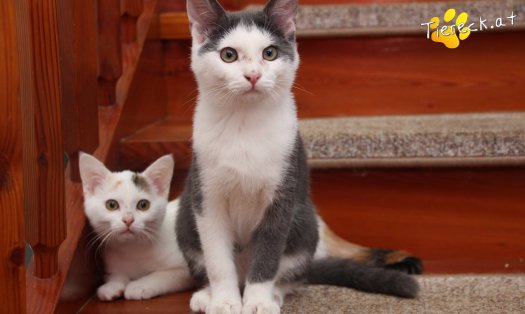 Katze Little John (Foto by Tiereck.at - Lavanttaler Tierhilfe)