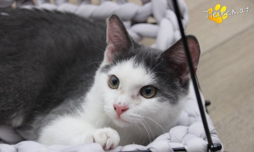 Katze Little John (Foto by Tiereck.at - Lavanttaler Tierhilfe)