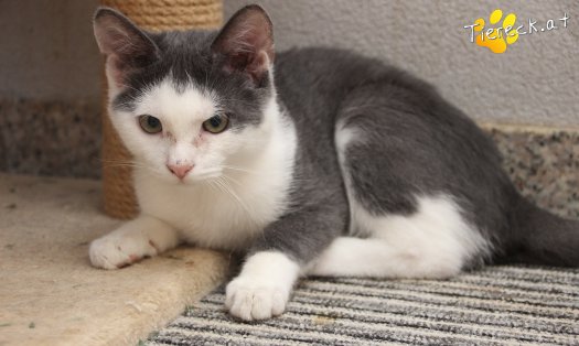 Katze Little John (Foto by Tiereck.at - Lavanttaler Tierhilfe)