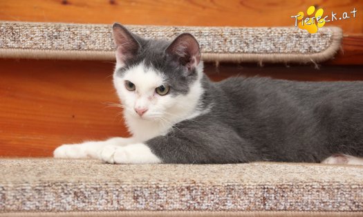 Katze Little John (Foto by Tiereck.at - Lavanttaler Tierhilfe)