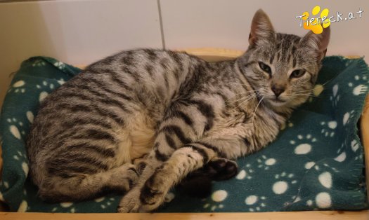Katze Cleo (Foto by Tiereck.at - Lavanttaler Tierhilfe)