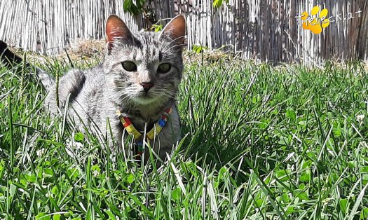 Katze Cleo (Foto by Tiereck.at - Lavanttaler Tierhilfe)