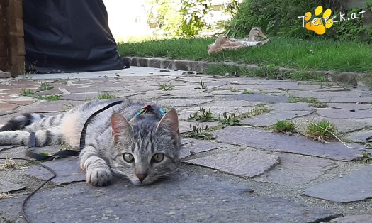 Katze Cleo (Foto by Tiereck.at - Lavanttaler Tierhilfe)