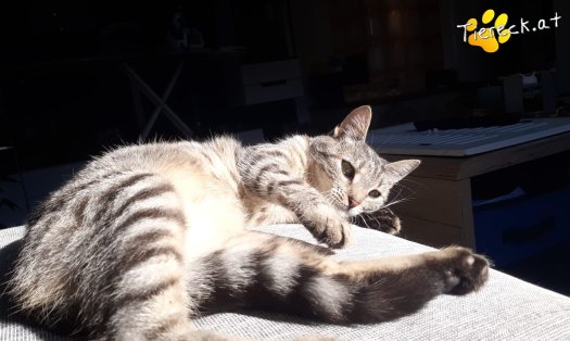 Katze Cleo (Foto by Tiereck.at - Lavanttaler Tierhilfe)