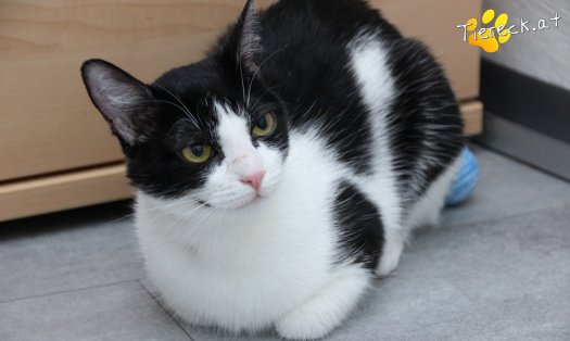 Katze Lili (Foto by Tiereck.at - Lavanttaler Tierhilfe)